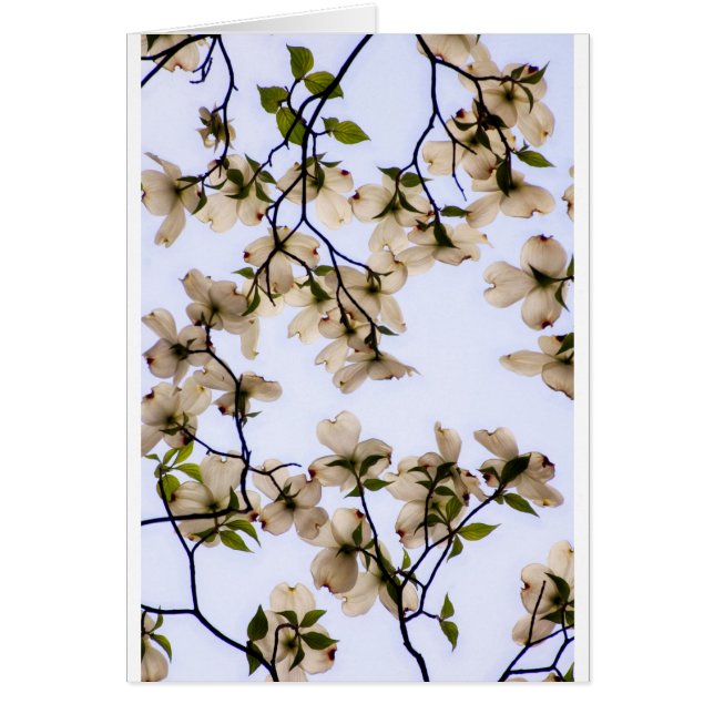 White Dogwood Blossom (Front)