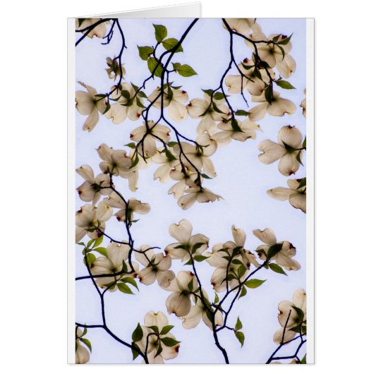 White Dogwood Blossom Card