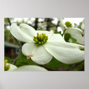 White Dogwood Blossom Poster