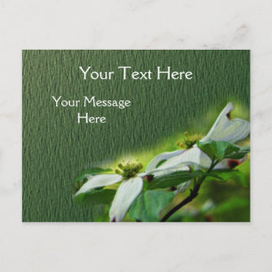 White Dogwood Blossoms Flower Postcard