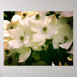 White Dogwood Flower Blossoms Poster