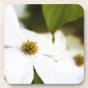 White Dogwood Flower Coaster