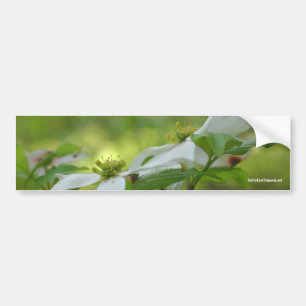 White Dogwood Flower Photo Bumper Sticker