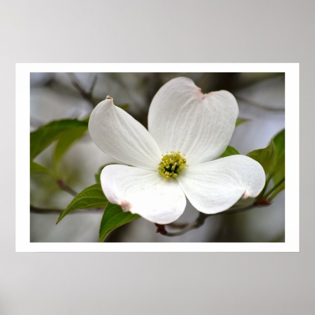 White Dogwood Flower Poster (Front)
