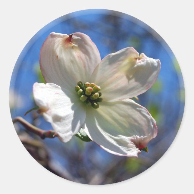 White Dogwood Flower sticker (Front)