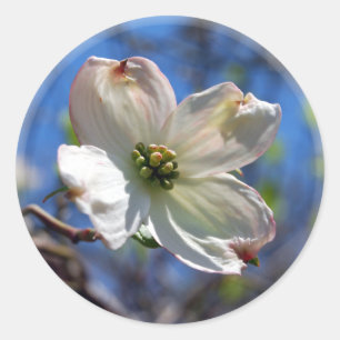 White Dogwood Flower sticker