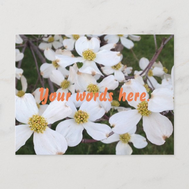 White Dogwood Flowers Your Words Postcards (Front)