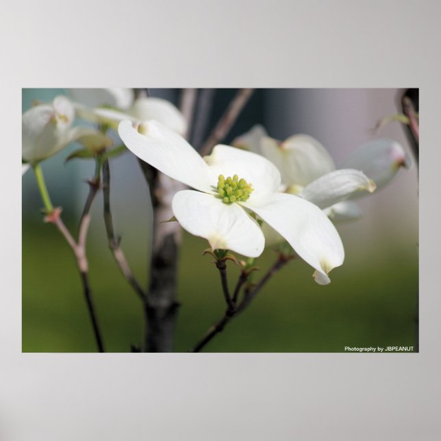 White Dogwood Poster (Front)