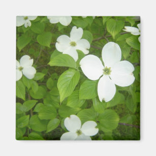 White Dogwood Tree Magnet