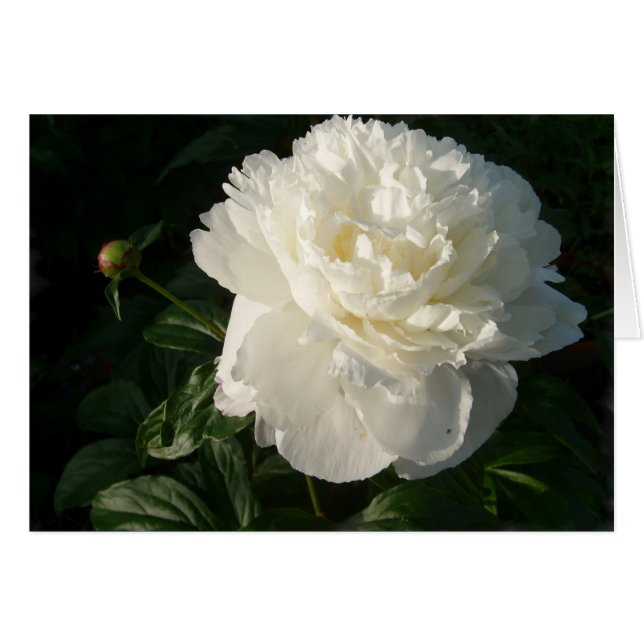 White Double Peonies Card (Front Horizontal)