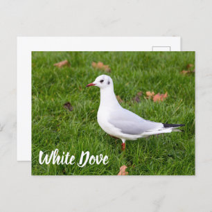 White Dove for bird and Pigeon lover gift Holiday Postcard