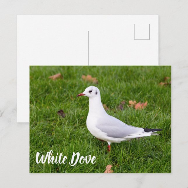 White Dove for bird and Pigeon lover gift Holiday Postcard (Front/Back)