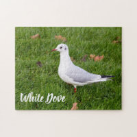 White Dove for bird and Pigeon lover gift