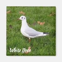 White Dove for bird and Pigeon lover gift