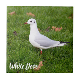 White Dove for bird and Pigeon lover gift Tile