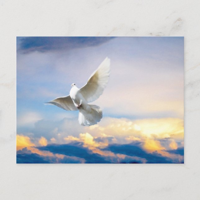 White dove in flight postcard (Front)