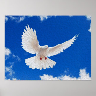 White Dove in Flight Poster
