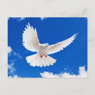 White Dove Postcard