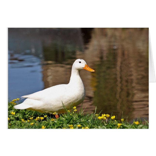 white duck001 (Front Horizontal)