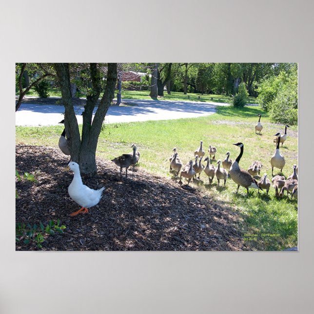 WHITE DUCK AND GEESE POSTER (Front)
