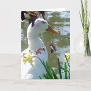 White Duck In Daffodils Happy Easter Card