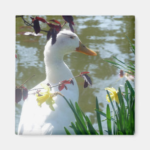 White Duck In Daffodils Magnet