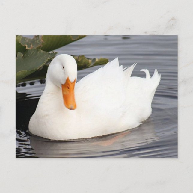 White Duck Photo Postcard (Front)