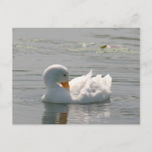 White Duck Photo Postcard