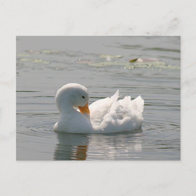 White Duck Photo Postcard (Front)