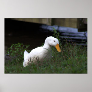 White Duck Photo Poster