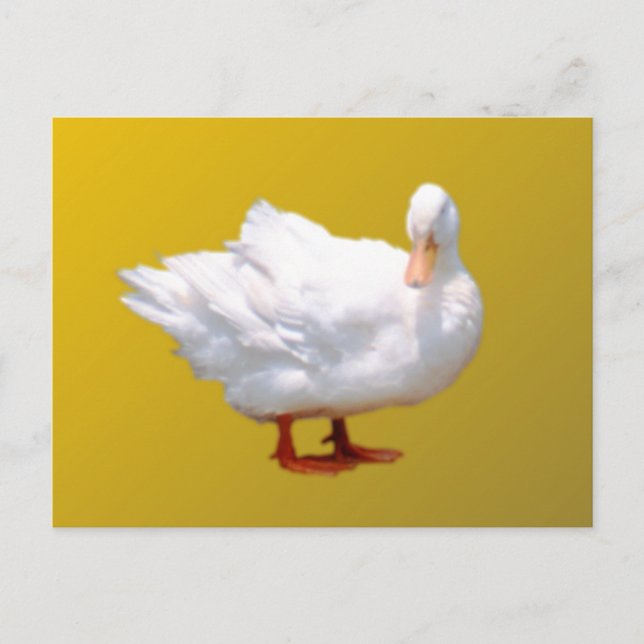 White Duck Postcard (Front)