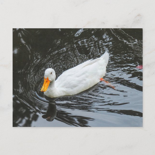 White Duck. Roath Park Lake, Cardiff, Wales. Postcard (Front)