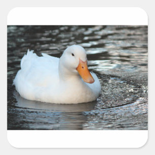 White Duck swimming in a creek Square Sticker