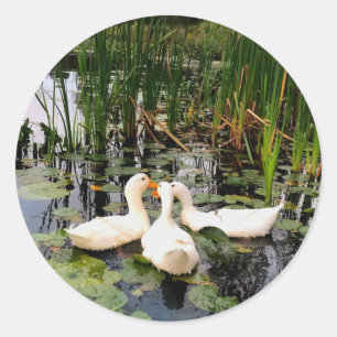 White ducks, lily pads, cattails, lake shore classic round sticker