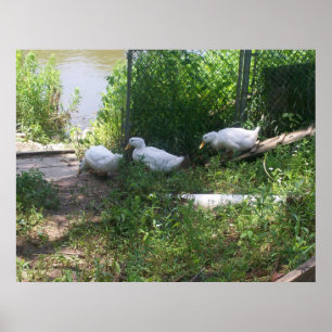 White Ducks on a Ramp Poster