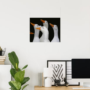 White Ducks Photographic Poster