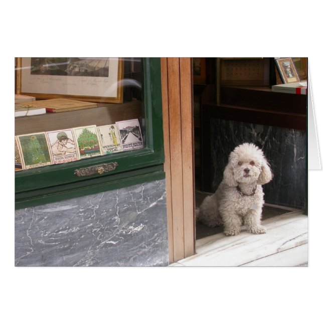 White Dwarf Poodle (Front Horizontal)