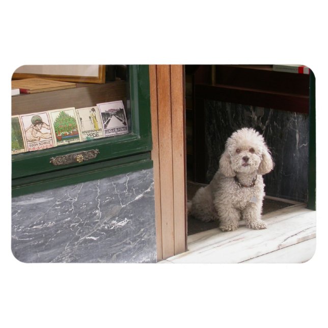 White Dwarf Poodle Magnet (Horizontal)