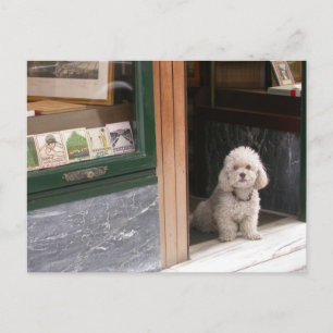 White Dwarf Poodle Postcard