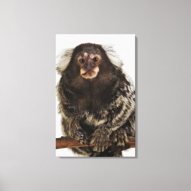 White eared Marmoset on branch, close up, studio Canvas Print (Front)