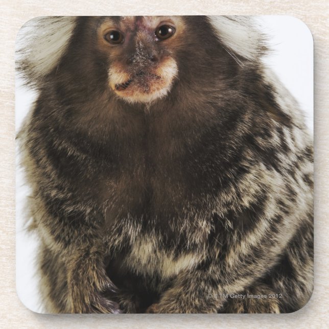 White eared Marmoset on branch, close up, studio Coaster (Front)