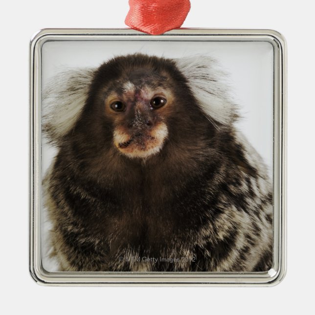White eared Marmoset on branch, close up, studio Metal Tree Decoration (Front)
