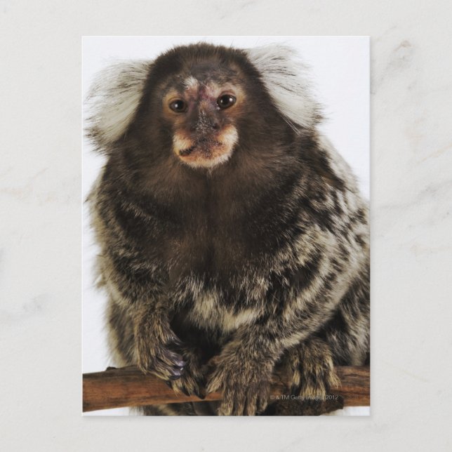 White eared Marmoset on branch, close up, studio Postcard (Front)