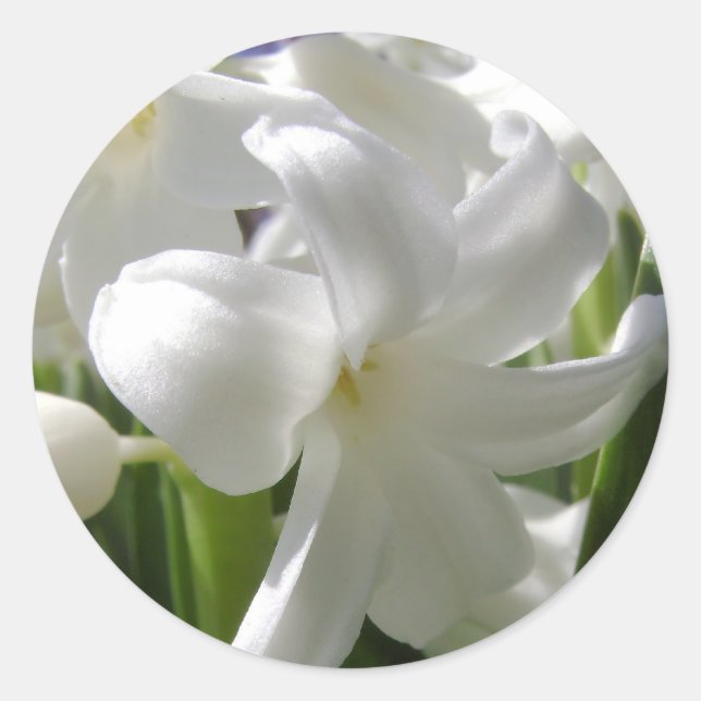 White Easter Lilly Classic Round Sticker (Front)