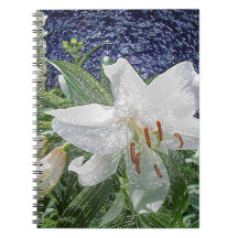 White Easter Lily in Garden