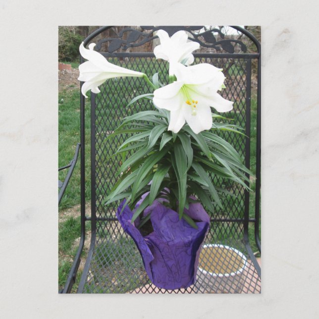 White Easter Lily Postcard (Front)
