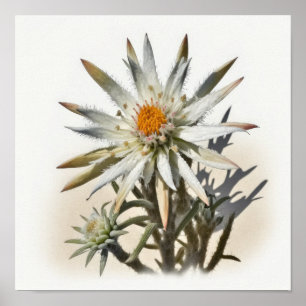 White Edelweiss Flower Art Print Poster