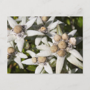 White Edelweiss Flower Postcard