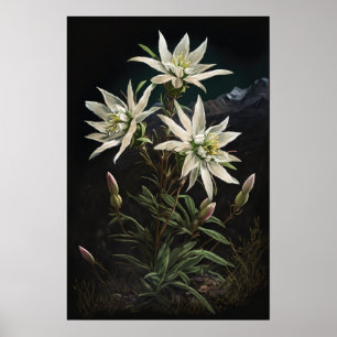 White Edelweiss Flowers Art Print Poster