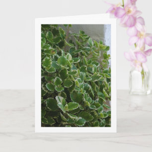 White-Edged Swedish Ivy, Spurflower Card